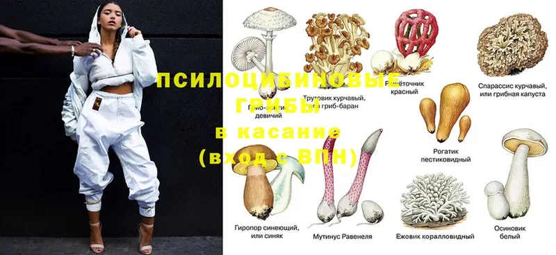 Галлюциногенные грибы Magic Shrooms  наркота  Сортавала 